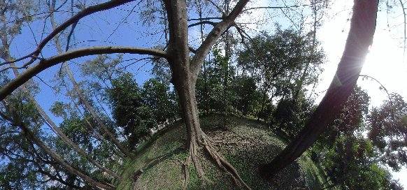 Foto do Bosque das Grevíleas
